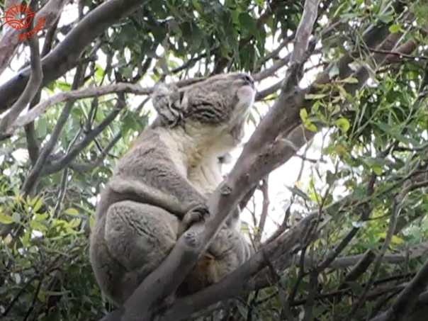 male koala grunting