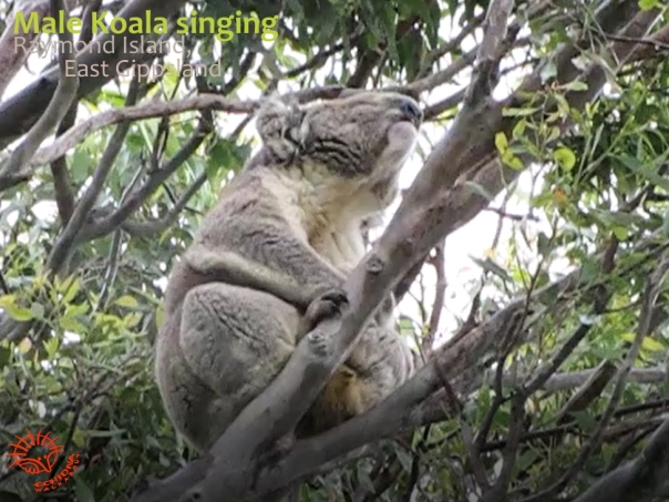 male koala bellowing