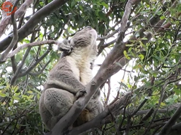 male koala singing